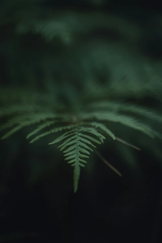 the underside of a leaf of a tree