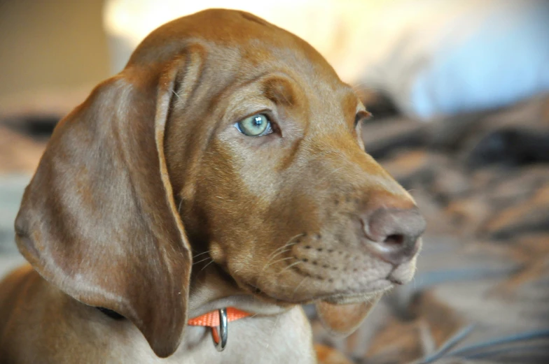 a large brown dog looking out from under the covers