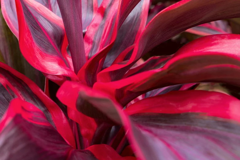 a large red and pink plant with green leaves