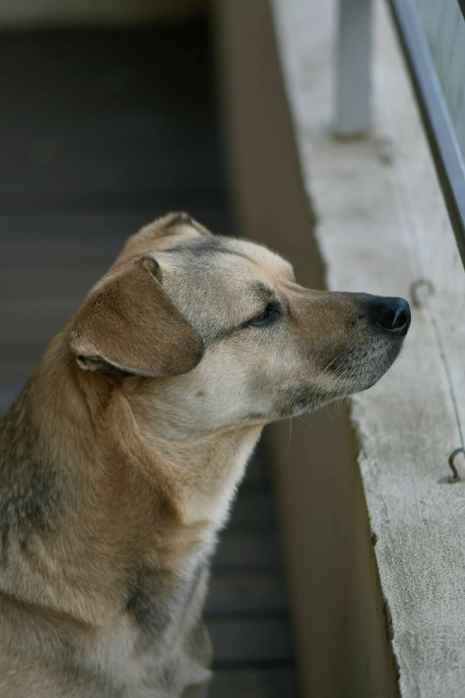 a tan dog is leaning against a railing