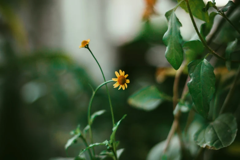 a yellow daisy sitting in a potted plant