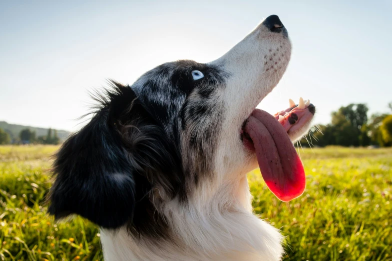 a brown and white dog with its mouth open in the grass