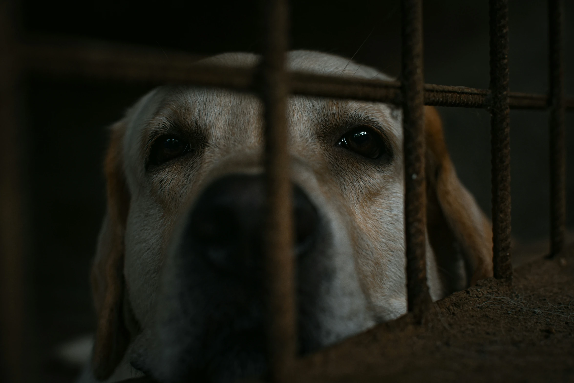 a close up of a dog looking out of a cage