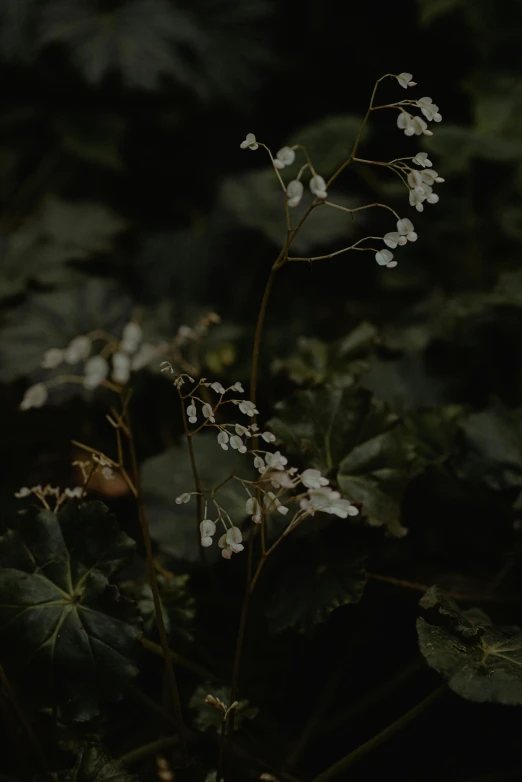 small flowers are blooming in the dark