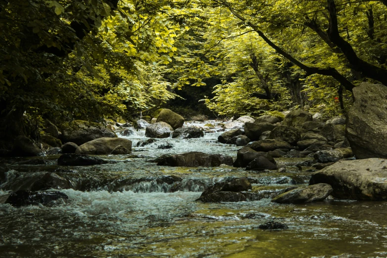 a beautiful stream runs through a wooded area