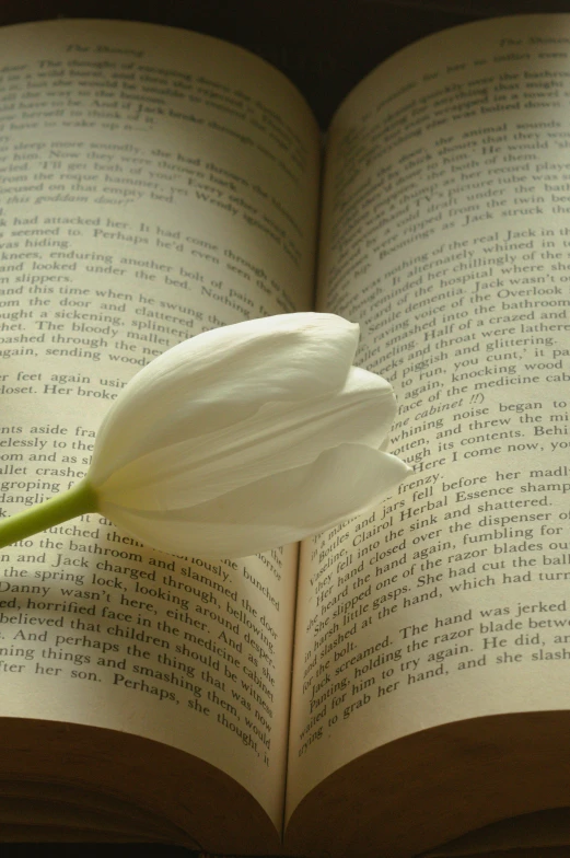 a close up of a book and a flower