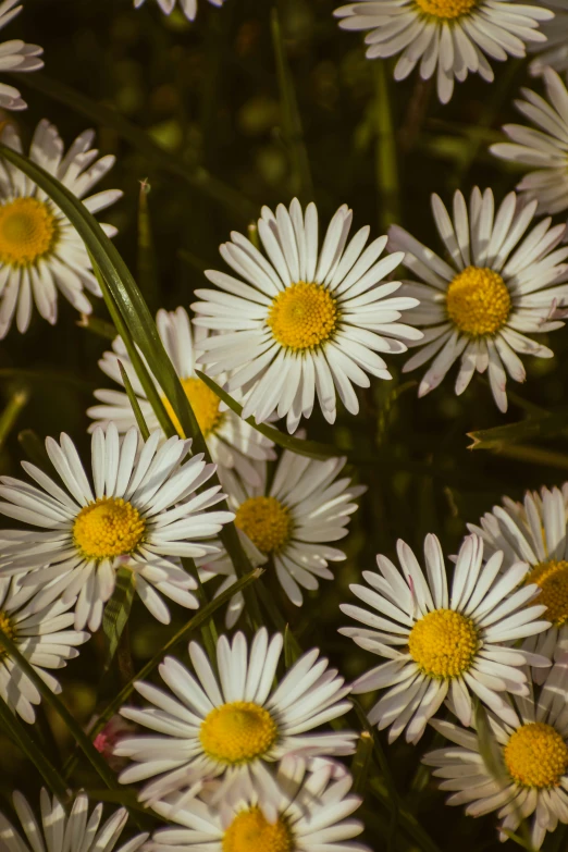 closeup image of small white flowers in full bloom