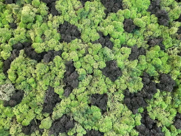 the top of a group of trees in a forest