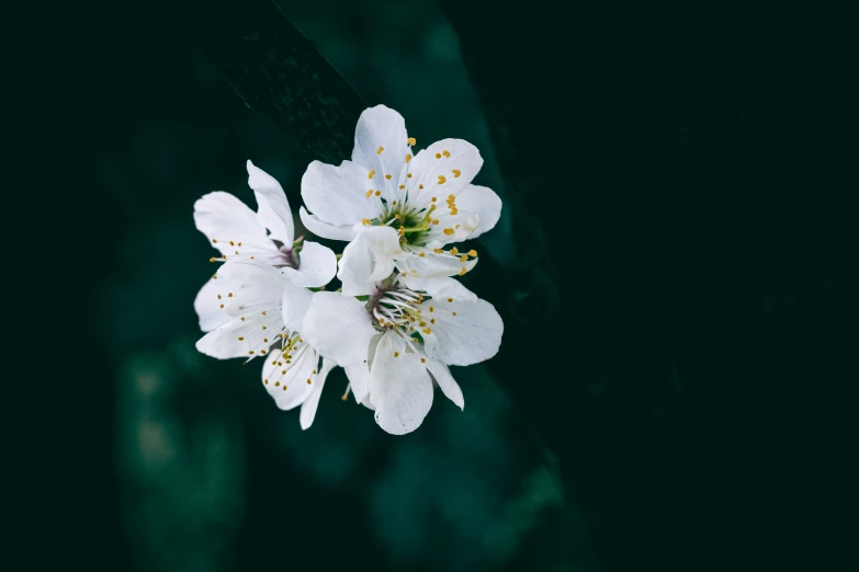 white flowers are shown against a dark background