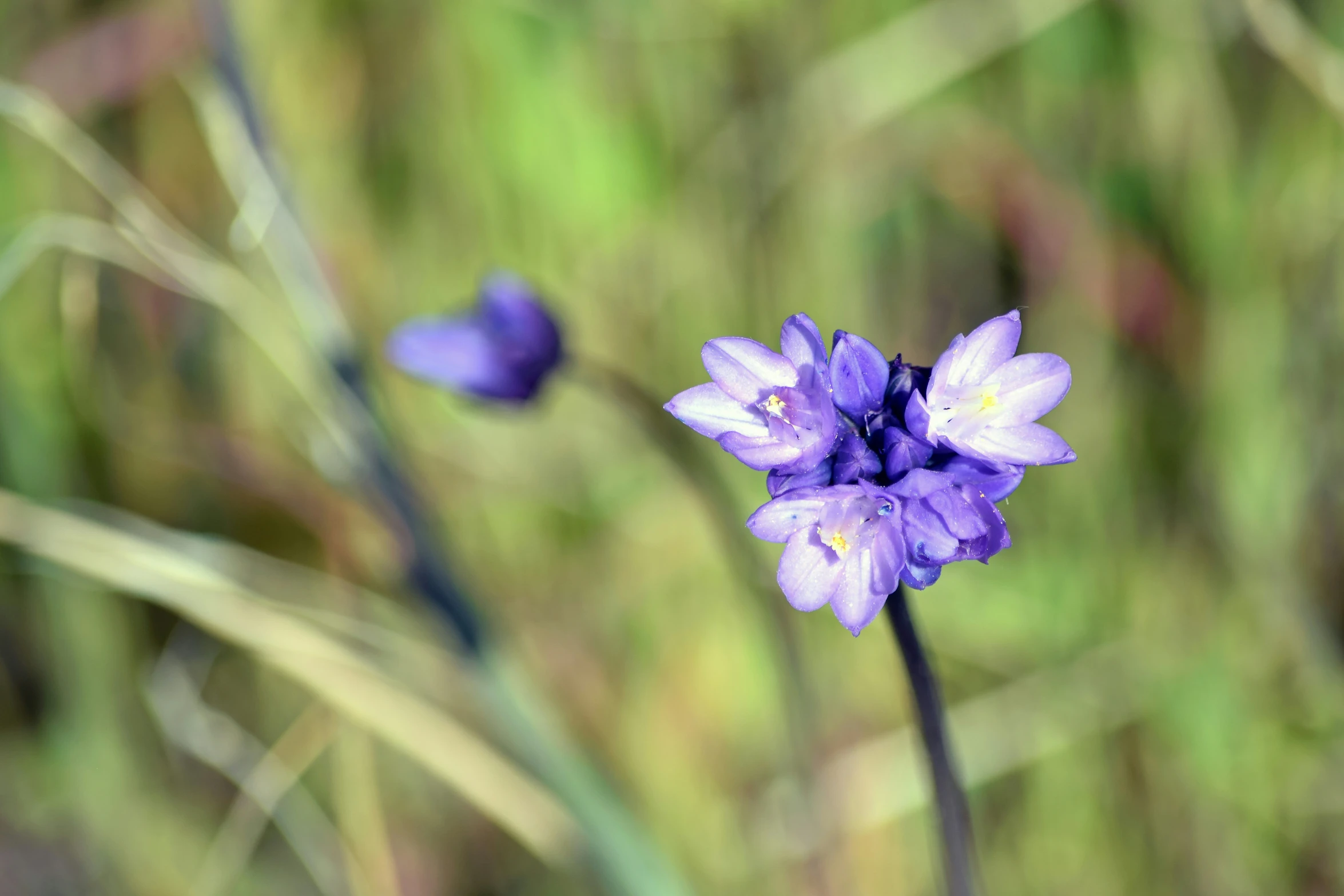 some very pretty purple flowers by some big grass