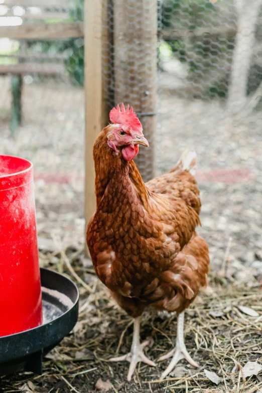 a chicken next to a feeder with a red can