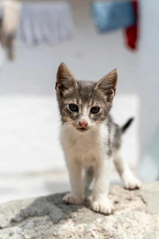 kitten standing on a rock looking into camera