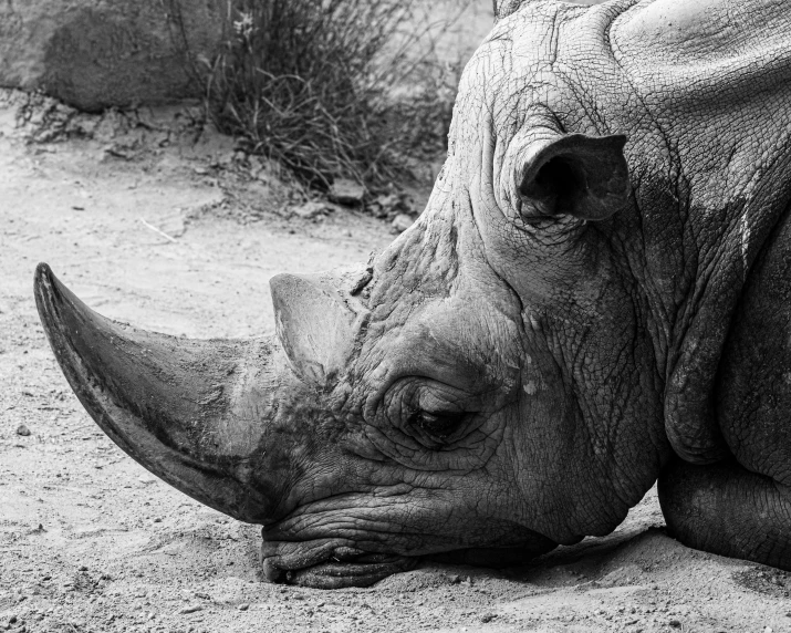 a rhinoceros lays on the ground during a safari