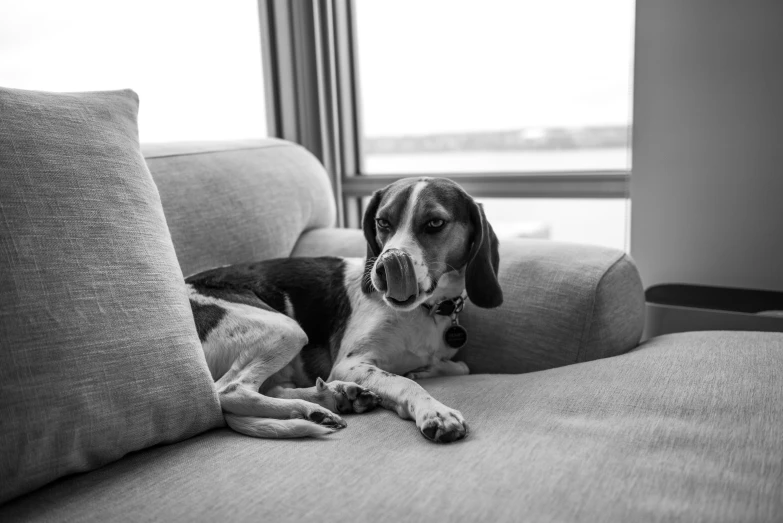 a dog is laying on a couch and looking intently at the camera