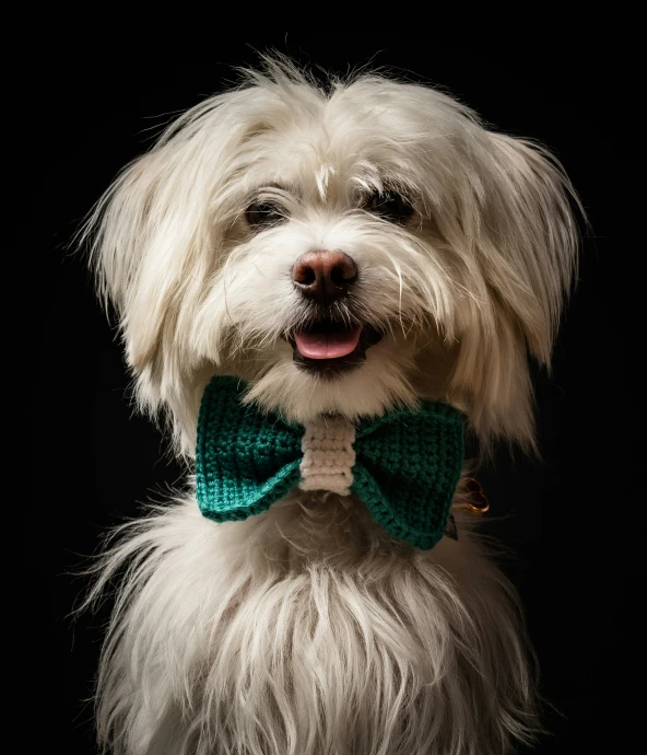 a white dog with a green bow tie