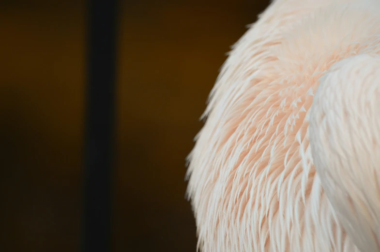 a close up view of the back of an unfurnished bird