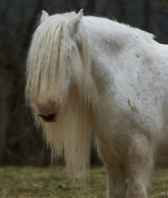 a white horse with long hair in the yard