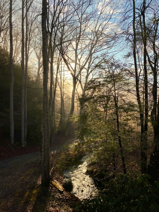 a road in the middle of a forest on a sunny day