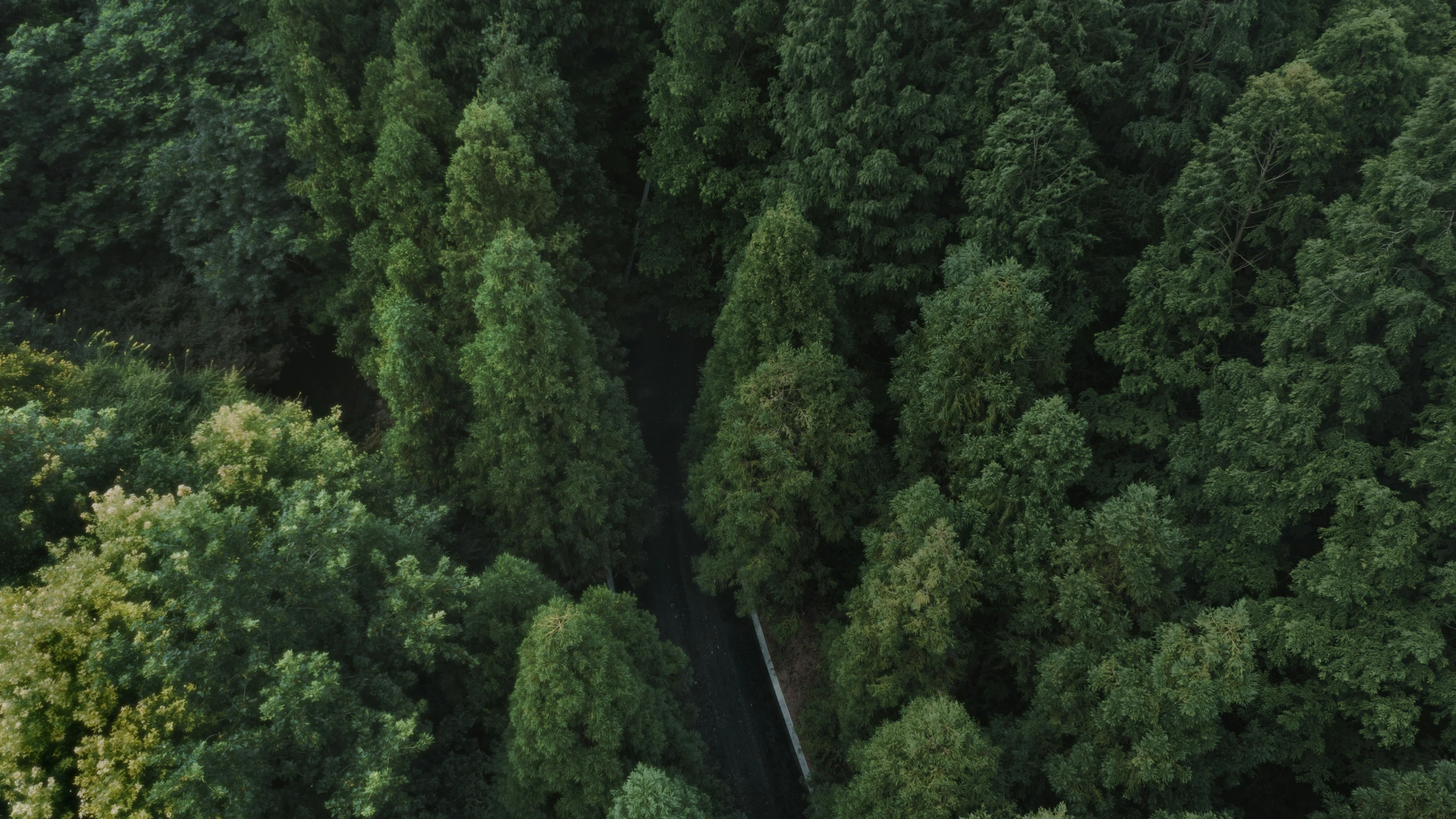 an aerial view shows trees and a river