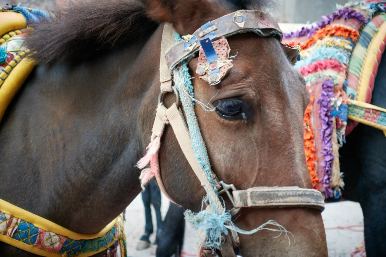 a closeup of a horse with brightly decorated head piece