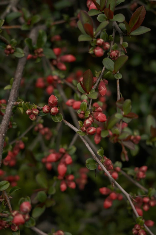 red berries on tree nches with lots of leaves