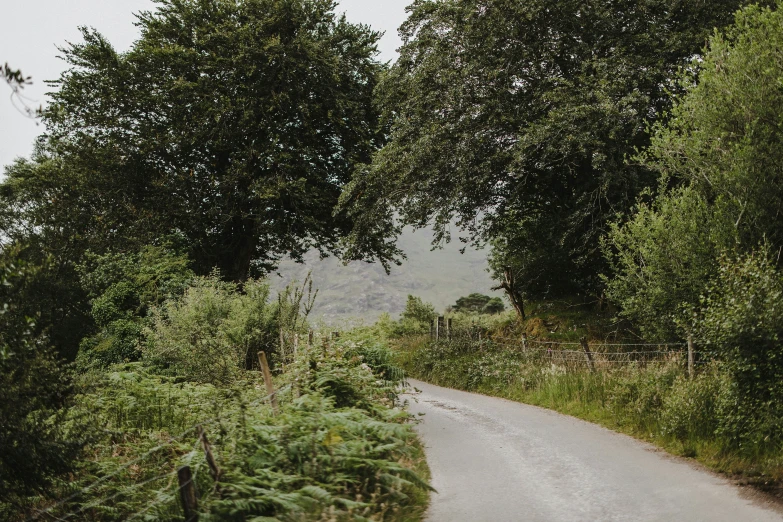 the winding road has trees and bushes on either side