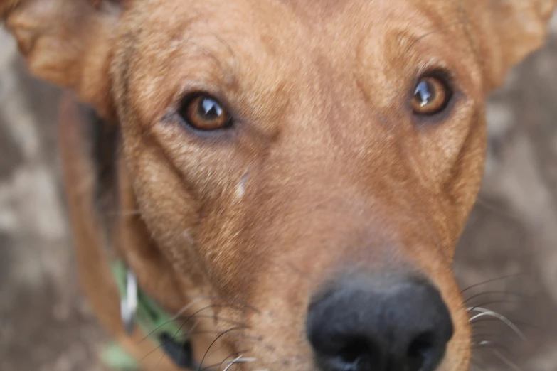 a close up s of a dog looking at the camera