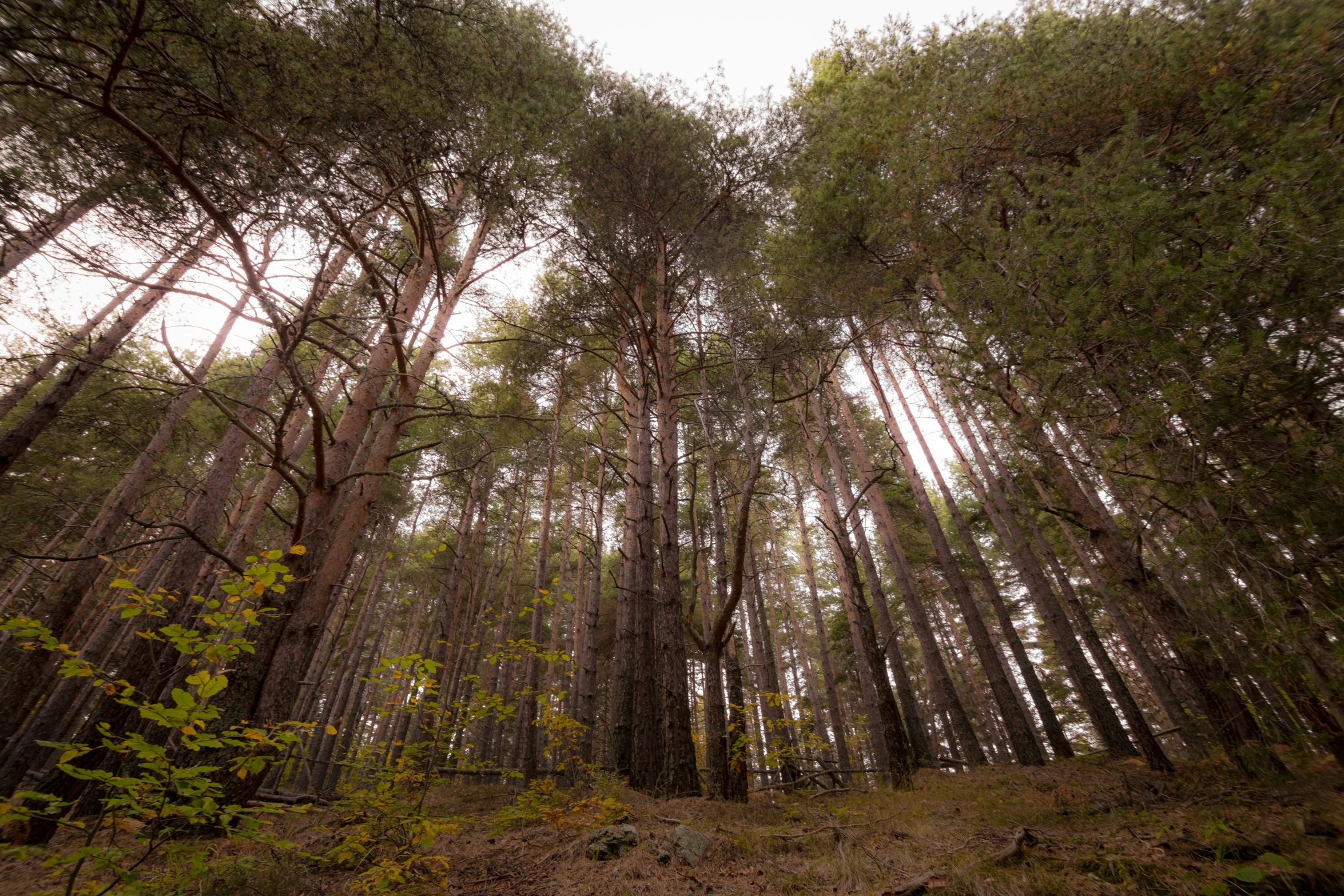 a group of trees that are in the woods