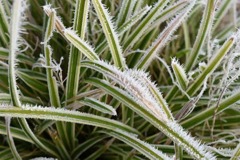 very tall grass covered in snow with small white tips