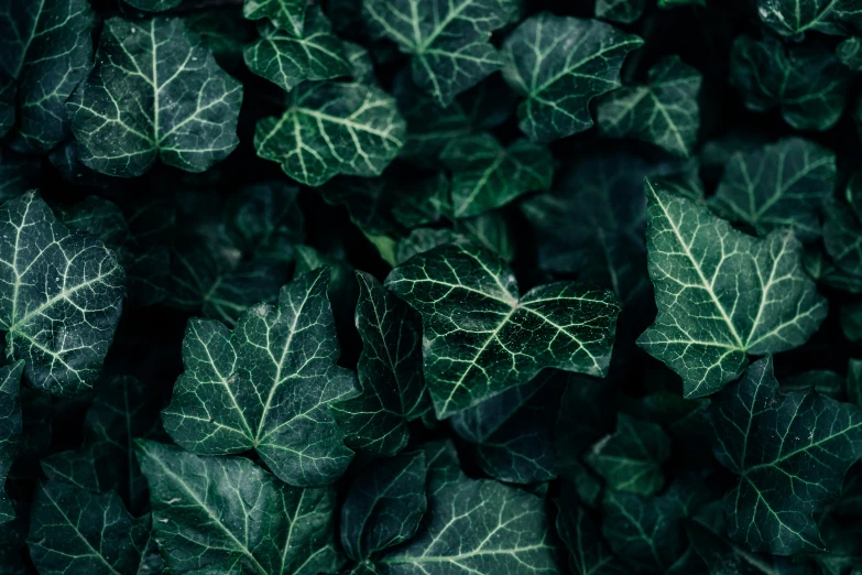 green leaves are piled on top of each other