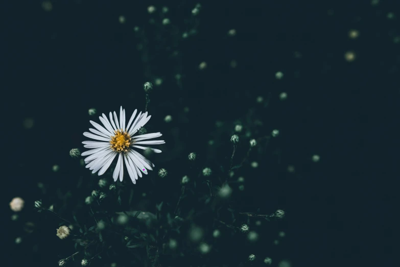 a daisy that is sitting alone in the grass