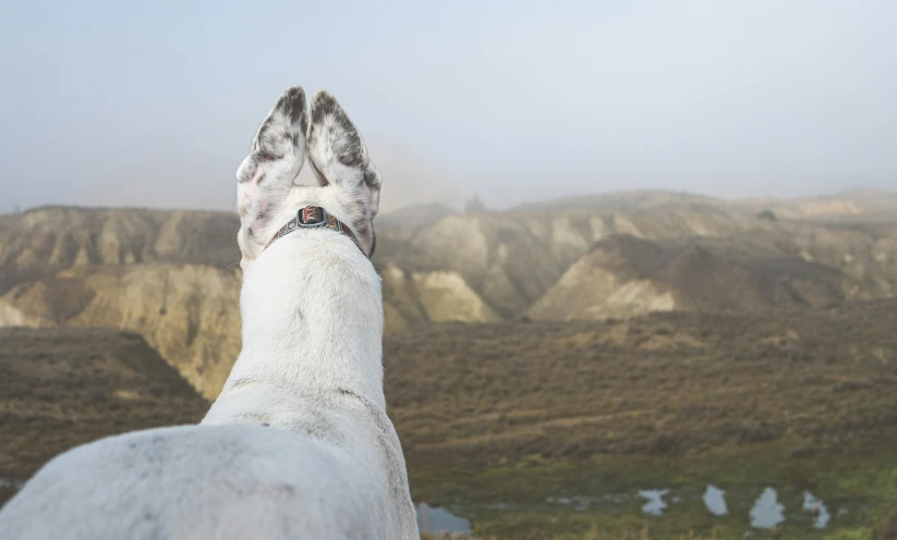 white llama staring off into the distance with mountains in the background