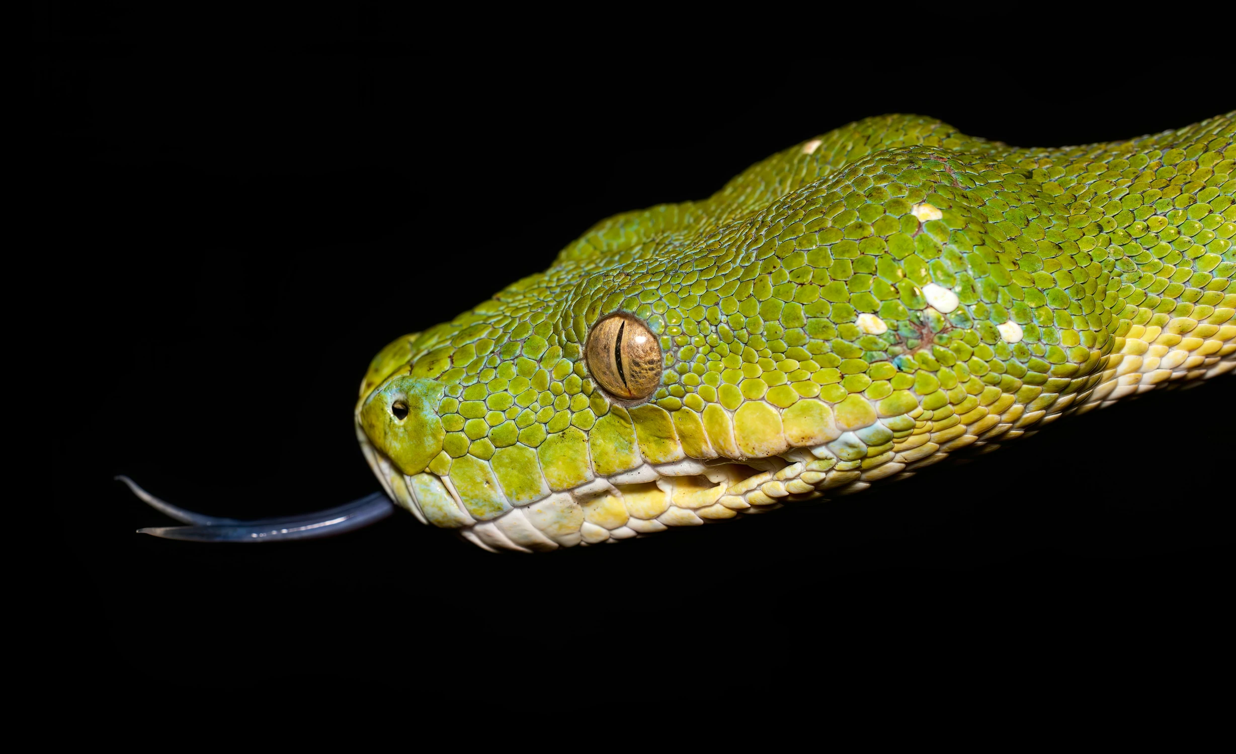 a large green snake with it's tongue sticking out