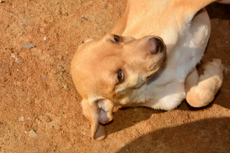 dog licking a bone on the ground with a man's hand