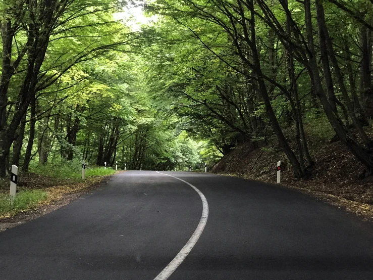 a curved road lined with trees next to a forest