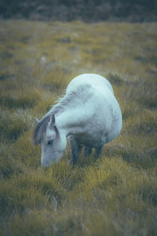 a horse is grazing in the grass on a cloudy day