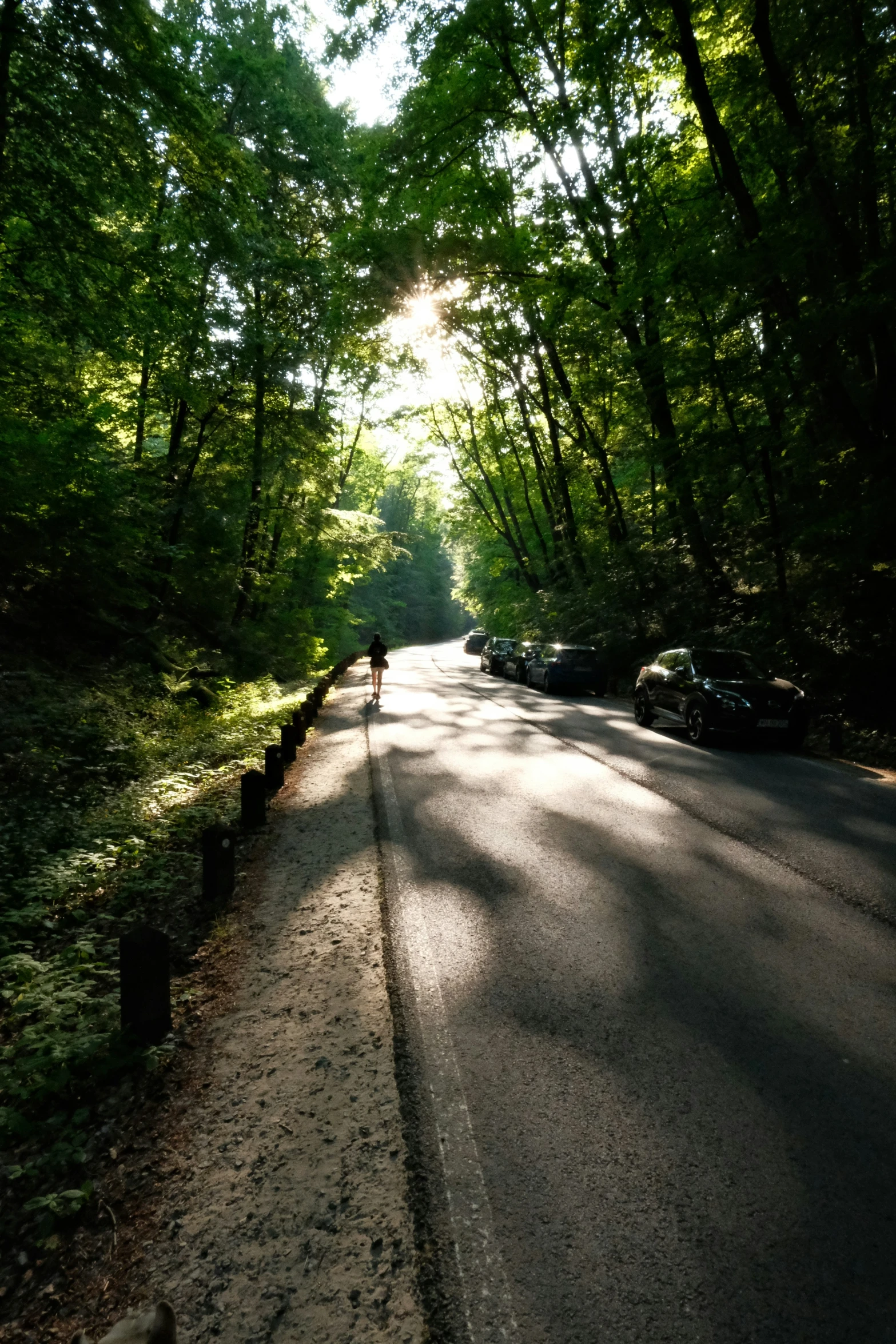 a street has lots of trees lining it