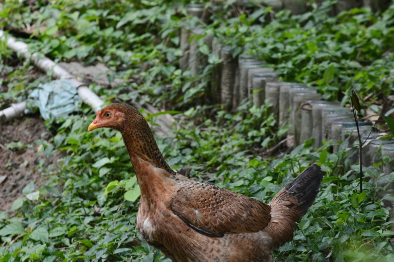 a brown hen stands in a patch of vegetation