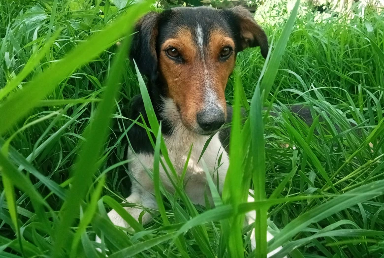 a dog laying in the grass looking at the camera