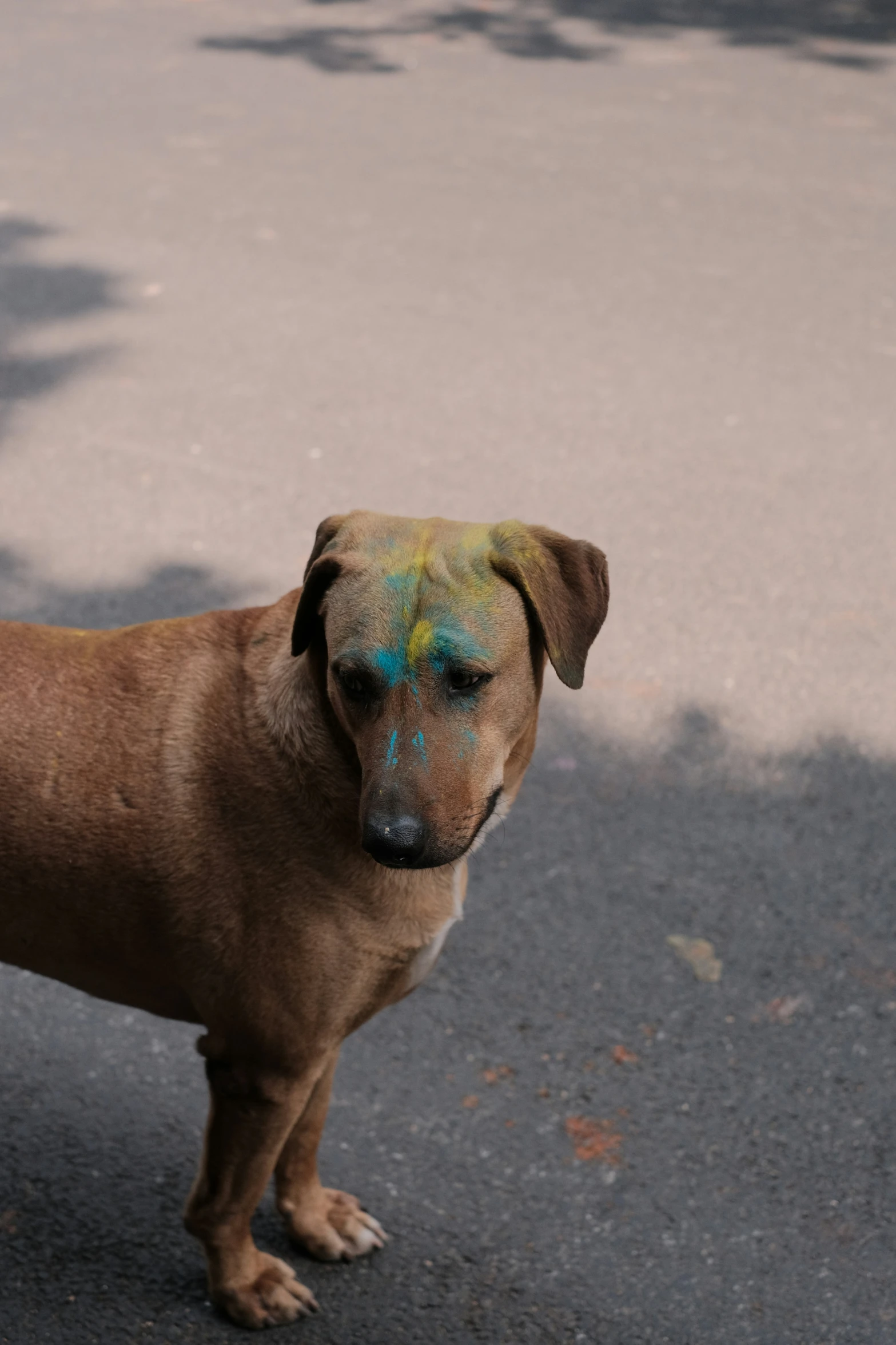 a brown dog has a colored nose and nose