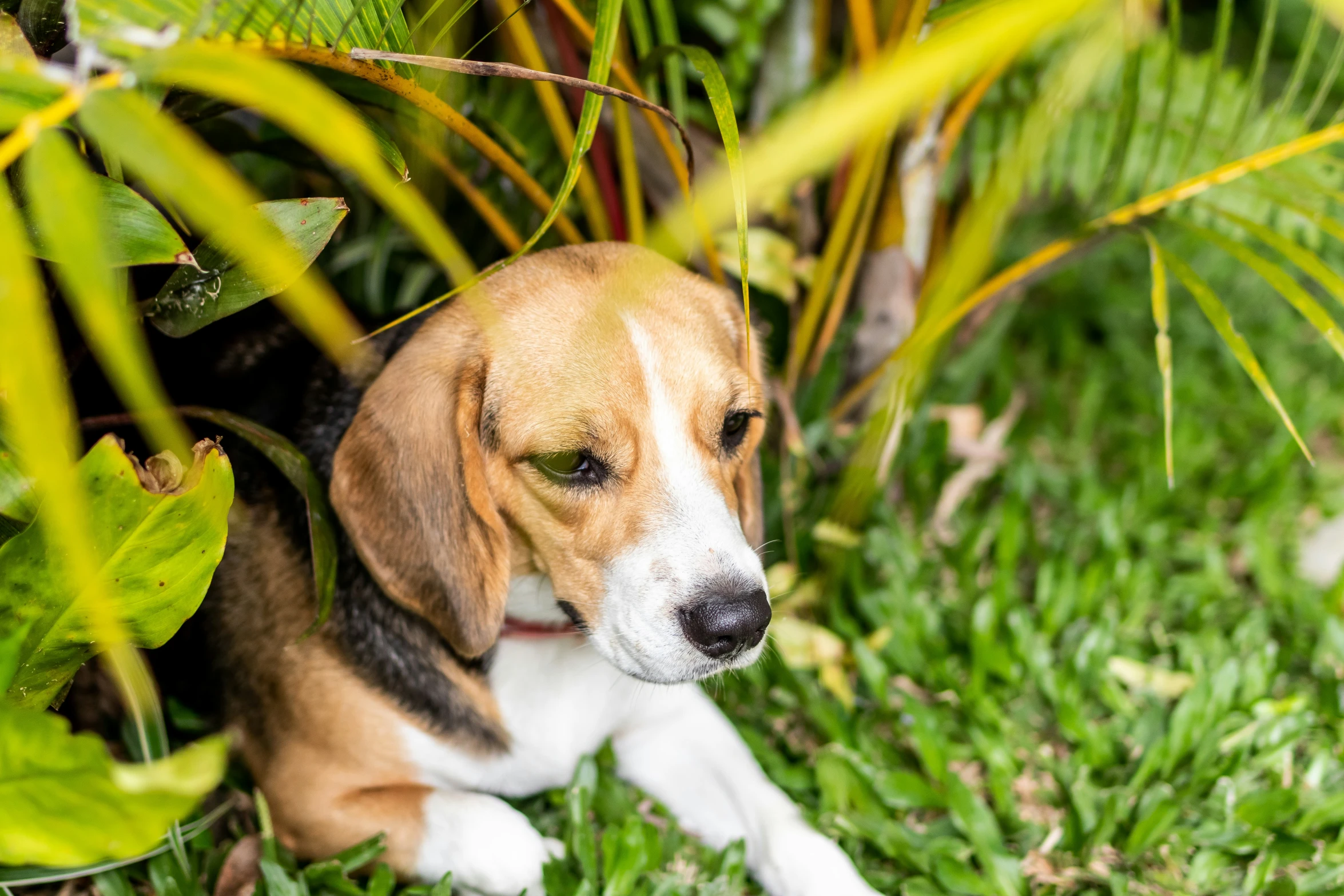 a dog that is laying down in the grass