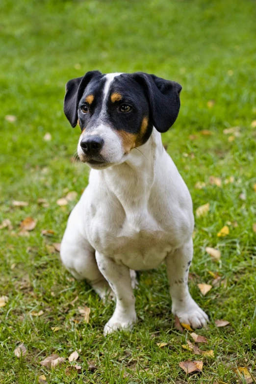 an adorable white dog with black and brown on its face