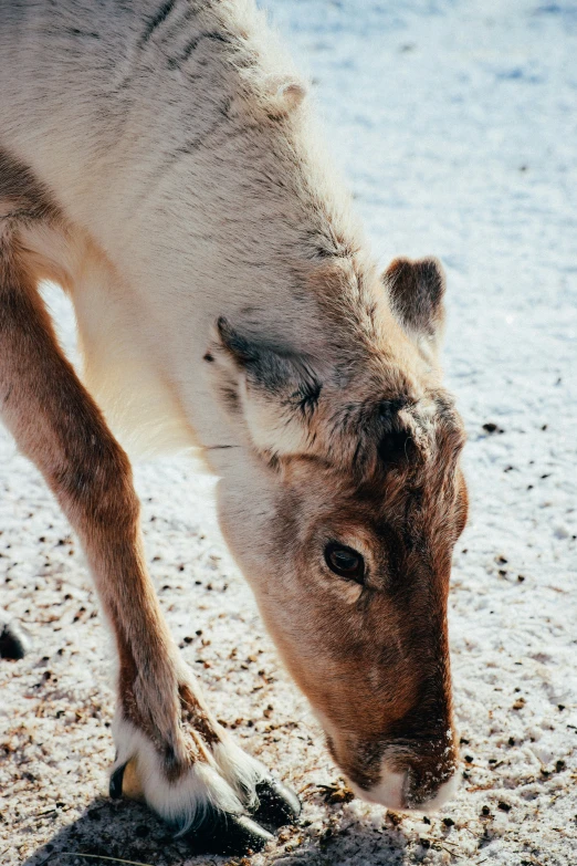 a close up of a horse eating grass on the ground