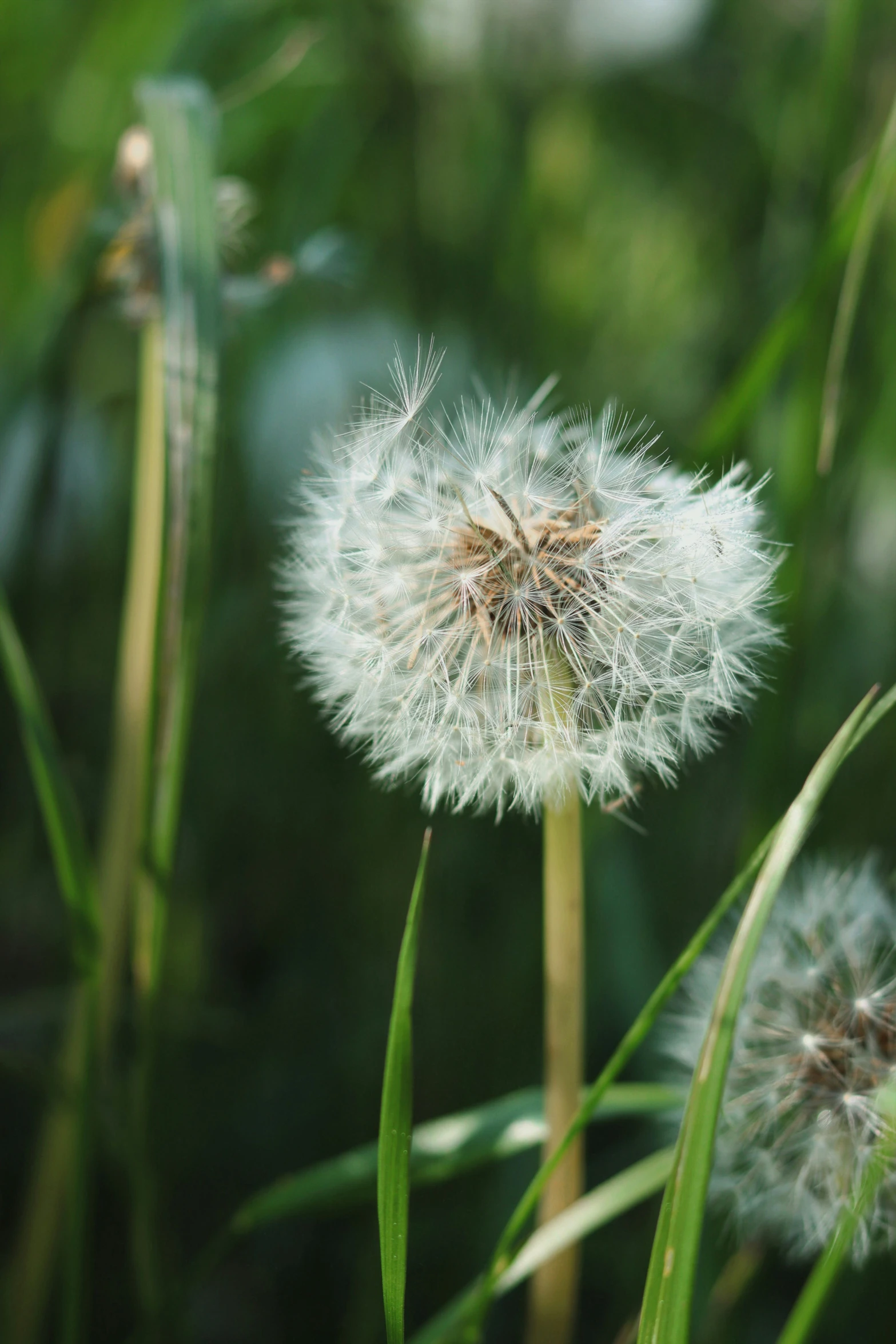 two fluffy dandelion flowers in a field