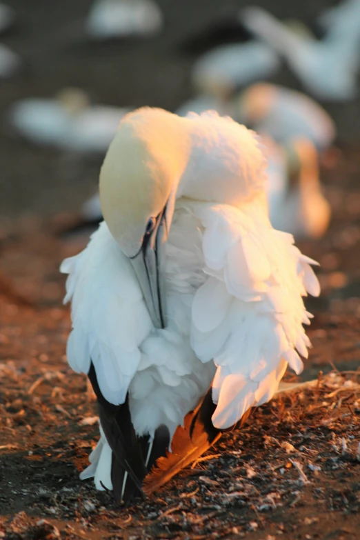 a white bird is kneeling down with its head up