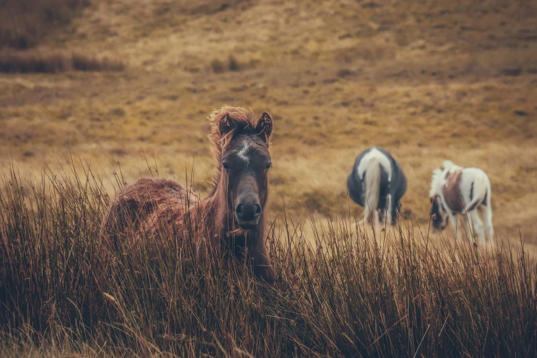 two horses in an open field with dry grass