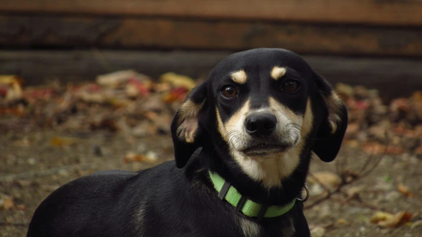 a dog sits looking off to the left