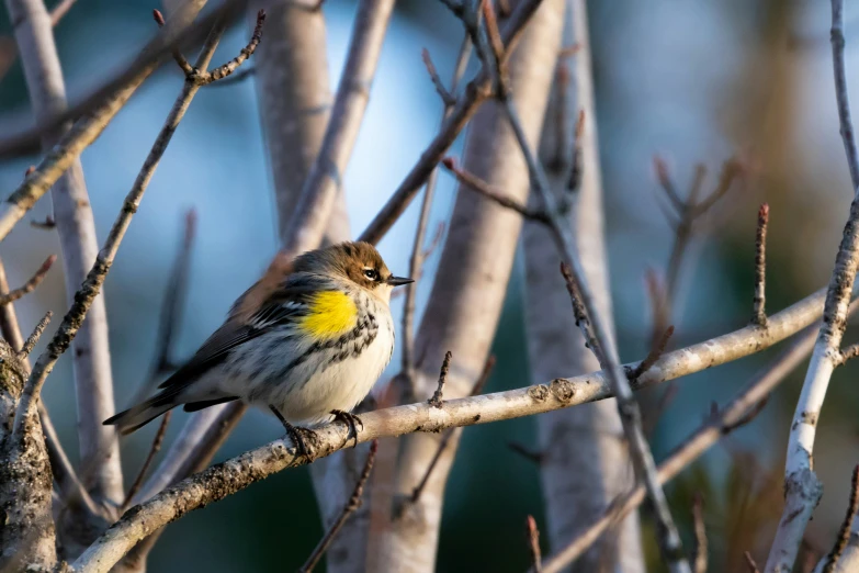 a small bird sitting on the nch of a tree