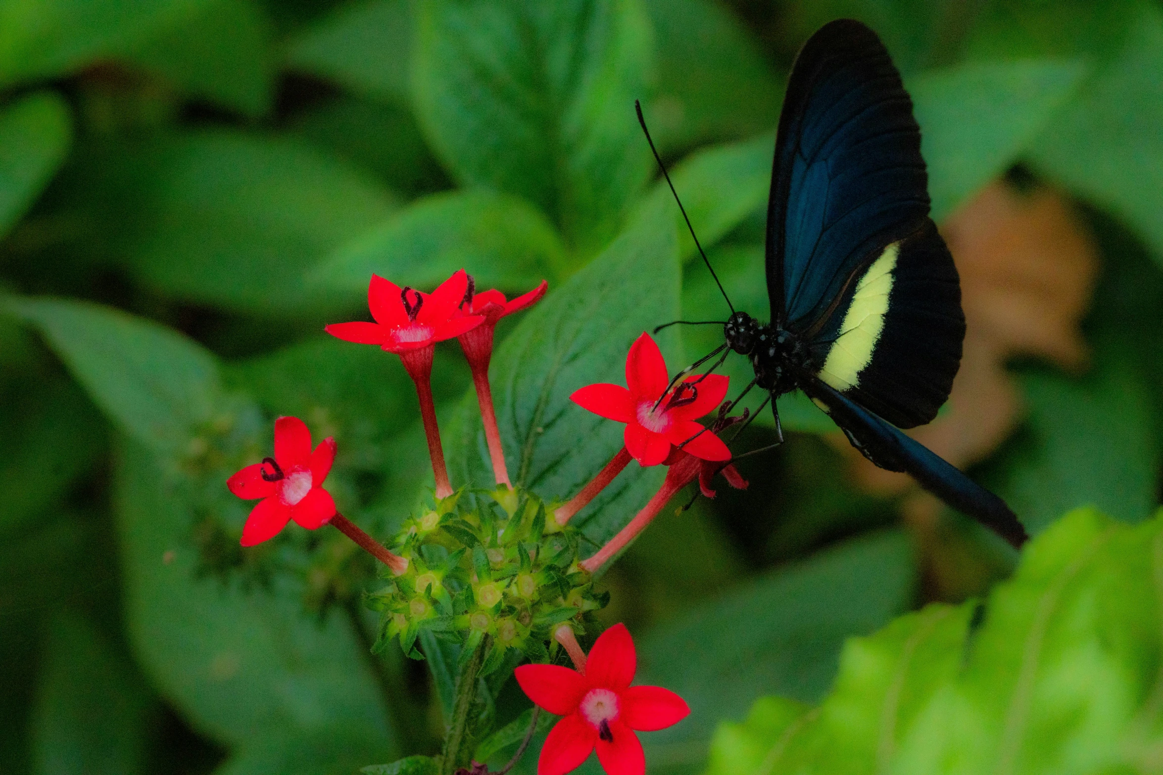 a black and yellow erfly resting on flowers