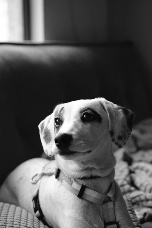 a black and white po of a small dog